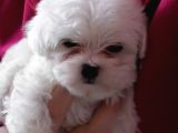 MALTESE TERRİER YAVRULARI