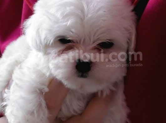 Maltese Terri̇er Yavrulari