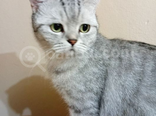 British Hanım görsel