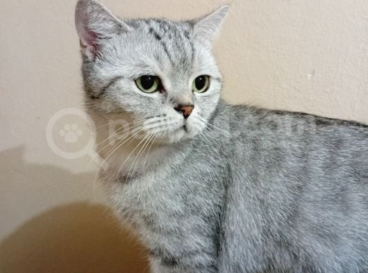 British Hanım görsel