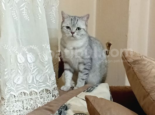 British Hanım