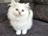 Masum Yüzlü Bebek