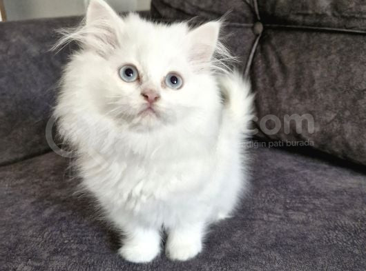 Masum Yüzlü Bebek görsel