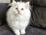 Masum Yüzlü Bebek