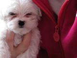 Maltese Terri̇er Yavrulari