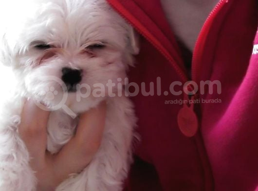 Maltese Terri̇er Yavrulari görsel