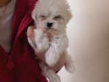 Maltese Terri̇er Yavrulari