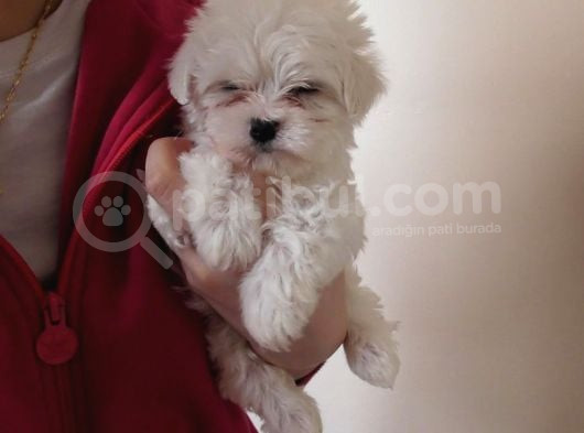 Maltese Terri̇er Yavrulari görsel