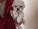 Maltese Terri̇er Yavrulari
