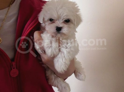 Maltese Terri̇er Yavrulari görsel