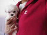 Maltese Terri̇er Yavrulari