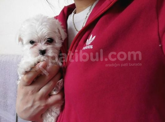 Maltese Terri̇er Yavrulari görsel