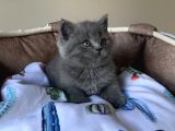 Ayı Suratlı Blue Brıtısh Shorthair Bebegim