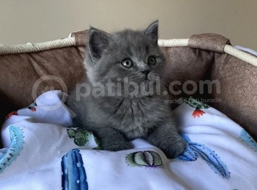 Ayı Suratlı Blue Brıtısh Shorthair Bebegim görsel