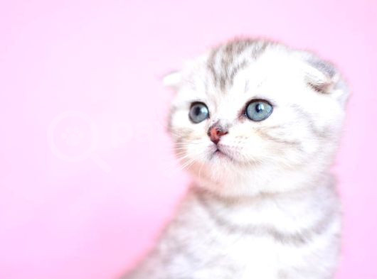 Asil Soydan Silver Scottishfold görsel