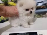 Çok Tatlı Teacup Dişi Pomeranian Boo