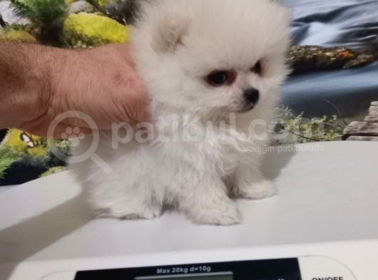 Çok Tatlı Teacup Dişi Pomeranian Boo görsel
