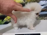 Çok Tatlı Teacup Dişi Pomeranian Boo