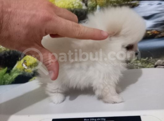 Çok Tatlı Teacup Dişi Pomeranian Boo görsel