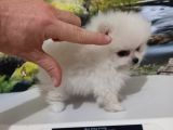 Çok Tatlı Teacup Dişi Pomeranian Boo