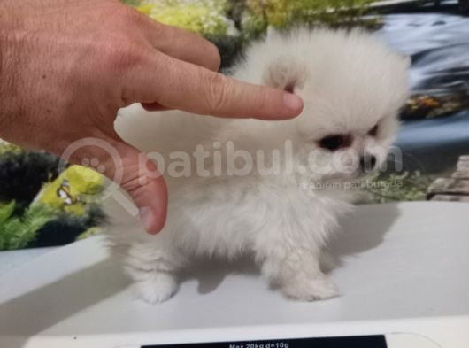 Çok Tatlı Teacup Dişi Pomeranian Boo görsel