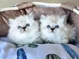 Maviş Point British Longhair Bebeklerim