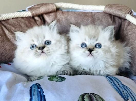 Maviş Point British Longhair Bebeklerim görsel
