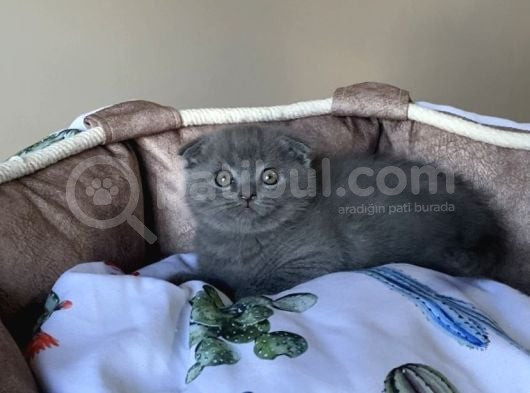 Ayı Suratlı Blue Scotısh Fold Bebegim