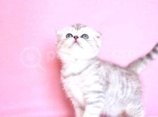 Asil Soydan Silver Scottishfold görsel