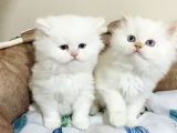 Maviş Point British Longhair Bebeklerim