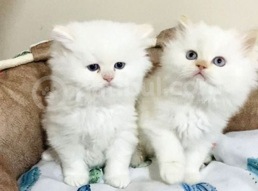 Maviş Point British Longhair Bebeklerim görsel