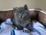 Ayı Suratlı Blue Brıtısh Shorthair Bebegim