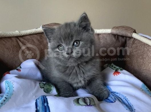 Ayı Suratlı Blue Brıtısh Shorthair Bebegim görsel
