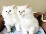 Maviş Point British Longhair Bebeklerim