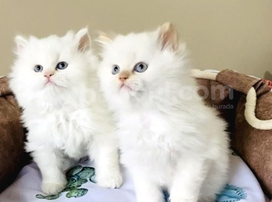 Maviş Point British Longhair Bebeklerim görsel