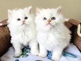 Maviş Point British Longhair Bebeklerim