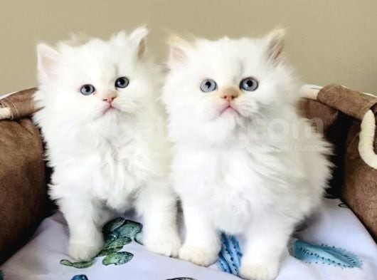Maviş Point British Longhair Bebeklerim görsel
