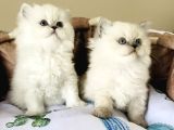 Maviş Point British Longhair Bebeklerim