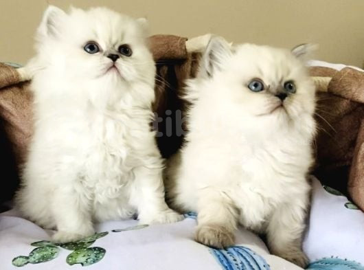 Maviş Point British Longhair Bebeklerim görsel