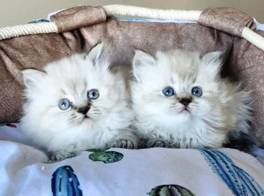 Maviş Point British Longhair Bebeklerim görsel
