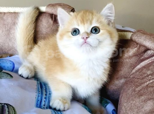 Bu Kalite Yok Hiçbiryerde Yok Golden Ny12 Brıtısh görsel