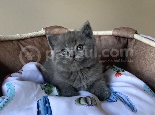 Ayı Suratlı Blue Brıtısh Shorthair Bebegim