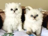Maviş point british longhair bebeklerim