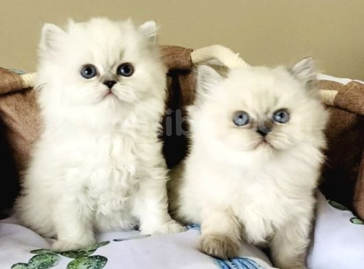 Maviş Point British Longhair Bebeklerim