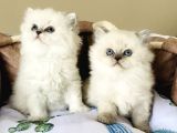 Maviş Point British Longhair Bebeklerim