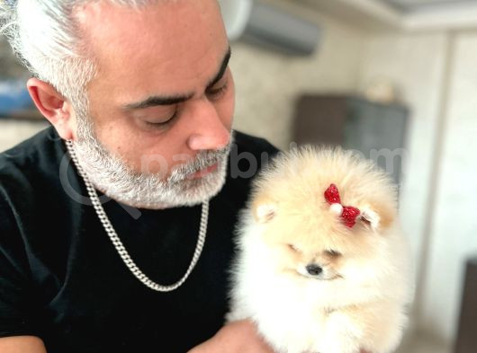 Mi̇kro Veteacup Ve Standart 3 Dişi Yavrular görsel