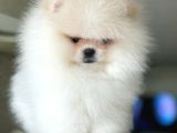 Mi̇kro Ve Teacup  3 Eekek Yavrular