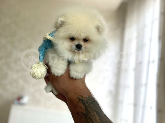 Mi̇kro Ve Teacup  3 Eekek Yavrular görsel