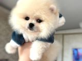 MİKRO ve TEACUP  3 eekek yavrular