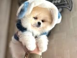 Mi̇kro Ve Teacup  3 Eekek Yavrular